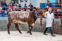 lot 14 Reserve Champion Chapelton Sister sold for 2000gns